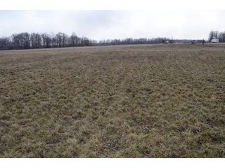Property photo 5 - 127 Acres Offered in 8 Tracts - Allen & Dekalb County Land